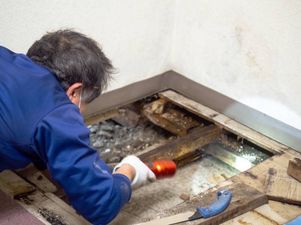 Best Black Mold Removal  in New Oxford, PA