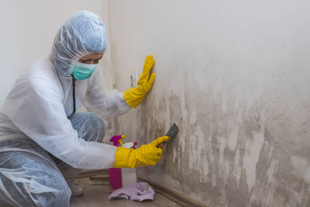 Best Certified Mold Removal  in New Oxford, PA