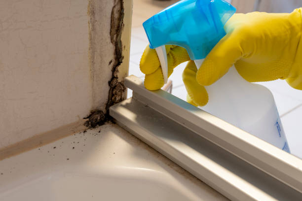 Certified Mold Removal in New Oxford, PA