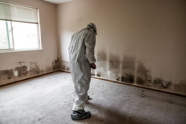 Best Mold Remediation  in New Oxford, PA