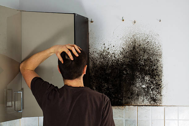 Best Attic Mold Removal  in New Oxford, PA