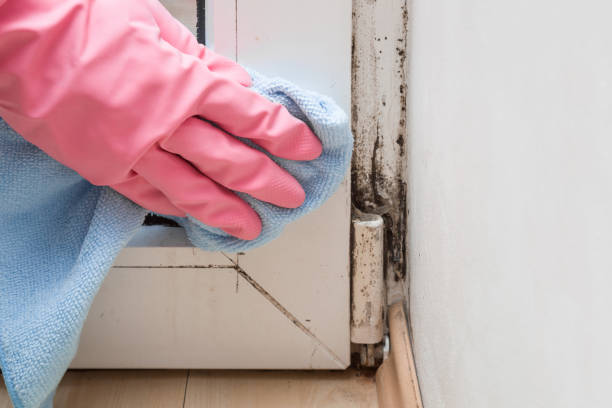 Best Residential Mold Removal  in New Oxford, PA